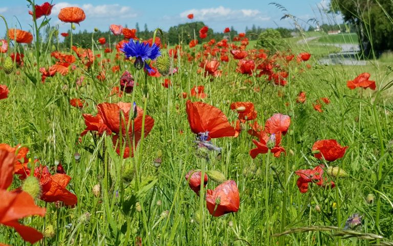 Flower field